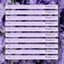 10 Pack [BEST VALUE - SAVE 20%]