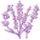 Lavender & Cassia