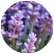 Lavender & Cassia img